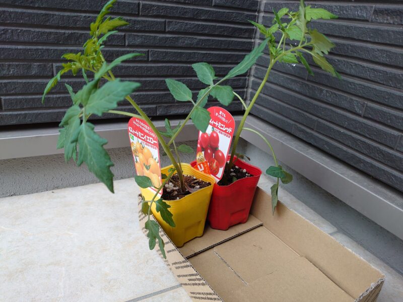 Tomato-seedlings