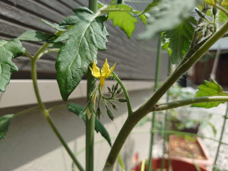 Tomato-Flower