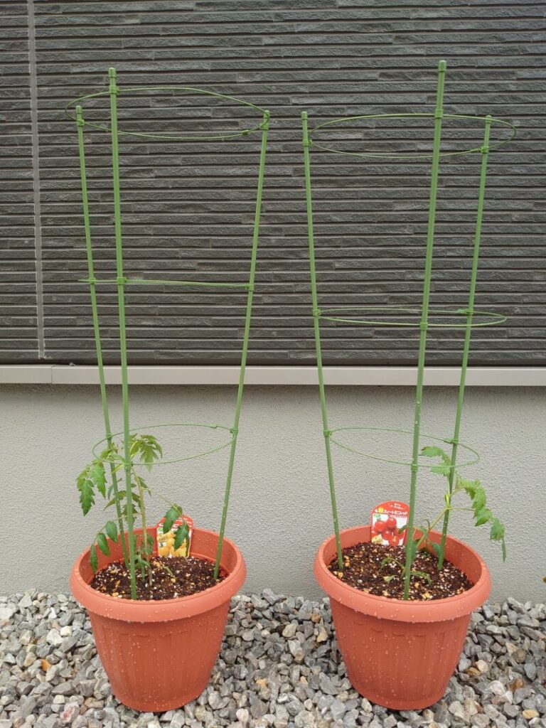 Tomat- seedlings
