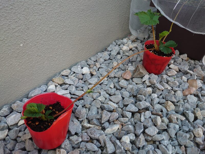 Increasing-strawberry-plants