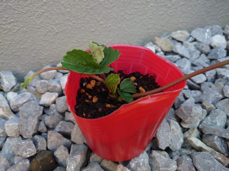 Increasing-strawberry-plants